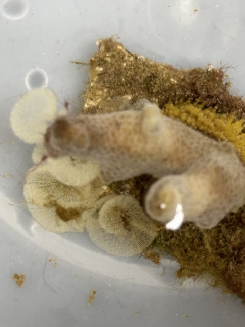 A coral fragment with crown-shaped nudibranch egg masses at its base