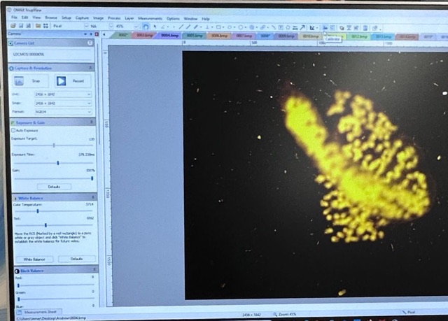 Microscope software showing a glowing yellow specimen on a black background