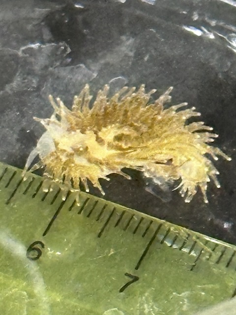 The yellow, spiky nudibranch next to a ruler