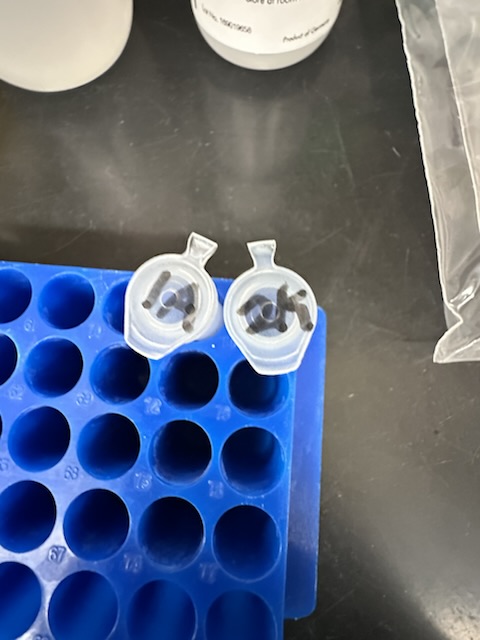Two labeled sample tubes in a blue tube rack