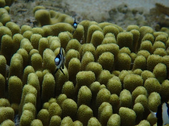 Close-up of a healthy finger-like Porites coral with small striped damselfish