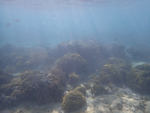 Mounded coral reef in Tumon Bay under hazy blue water